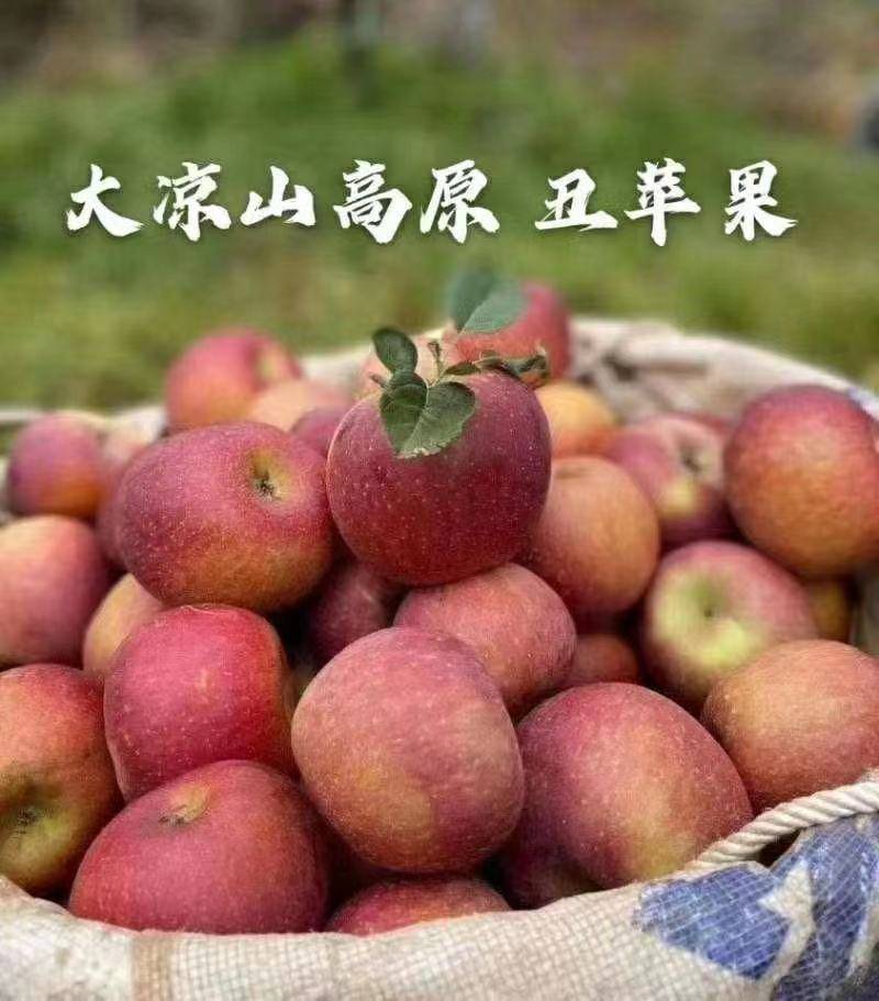 四川盐源丑苹果支持代发视频看货市场代办社区团购抖音电商
