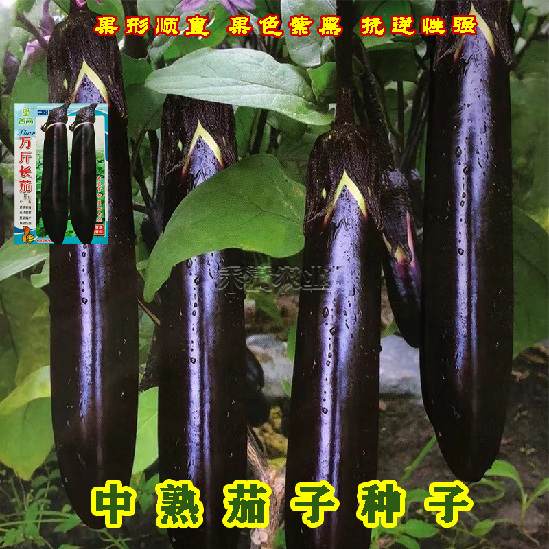 基地优品茄子种子大全南方特大早熟紫黑油亮茄子籽烧烤茄子种