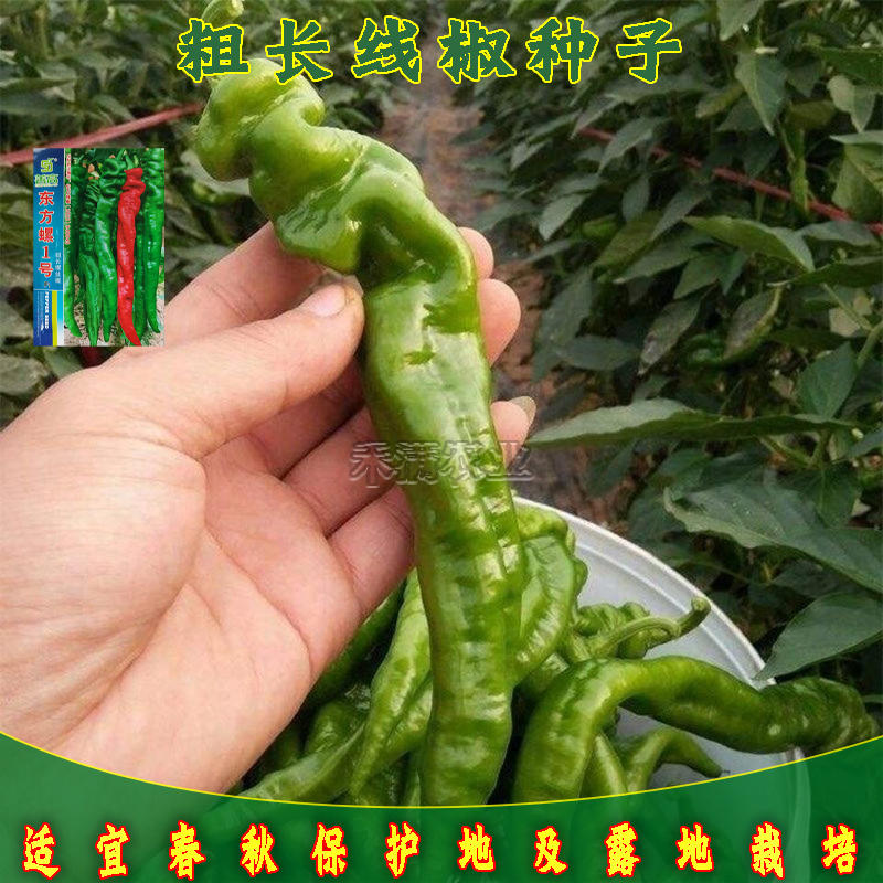 超大果32厘米螺丝椒种子陇椒龙椒种籽辣椒种子四季辣椒种孑