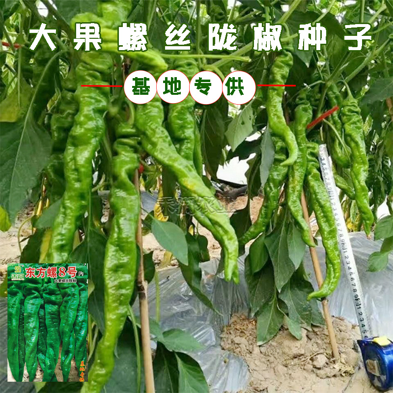 超大果32厘米螺丝椒种子陇椒龙椒种籽辣椒种子四季辣椒种孑