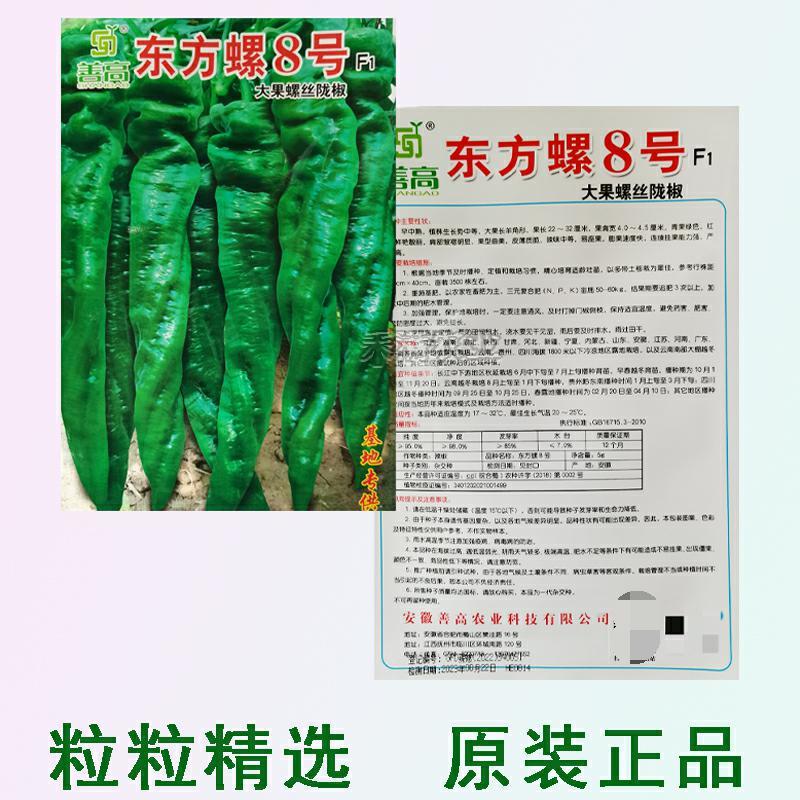超大果32厘米螺丝椒种子陇椒龙椒种籽辣椒种子四季辣椒种孑