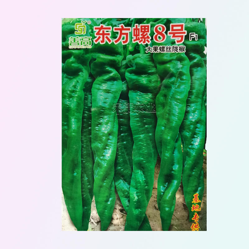 超大果32厘米螺丝椒种子陇椒龙椒种籽辣椒种子四季辣椒种孑