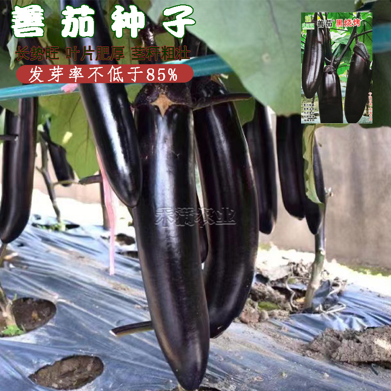 高端善高善茄种籽紫黑亮茄籽种子大全四季蔬菜种孑茄子种子