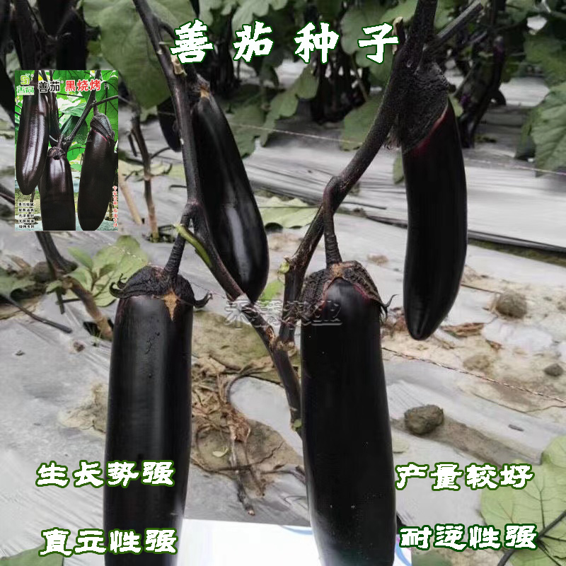高端善高善茄种籽紫黑亮茄籽种子大全四季蔬菜种孑茄子种子