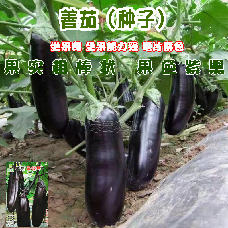高端善高善茄种籽紫黑亮茄籽种子大全四季蔬菜种孑茄子种子