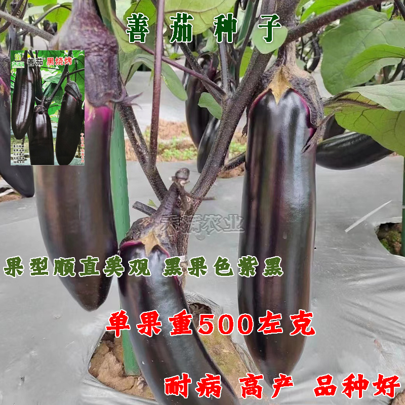 高端善高善茄种籽紫黑亮茄籽种子大全四季蔬菜种孑茄子种子