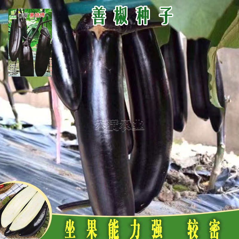 高端善高善茄种籽紫黑亮茄籽种子大全四季蔬菜种孑茄子种子
