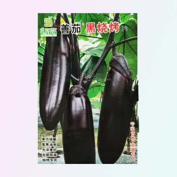 高端善高善茄种籽紫黑亮茄籽种子大全四季蔬菜种孑茄子种子