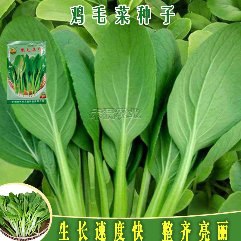鸡毛菜种子种籽四季小白菜青菜油菜上海青蔬菜菜籽鸡毛菜种子