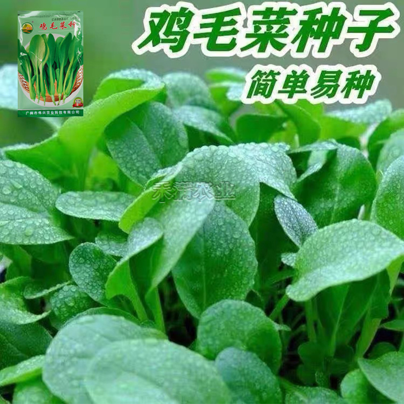 鸡毛菜种子种籽四季小白菜青菜油菜上海青蔬菜菜籽鸡毛菜种子