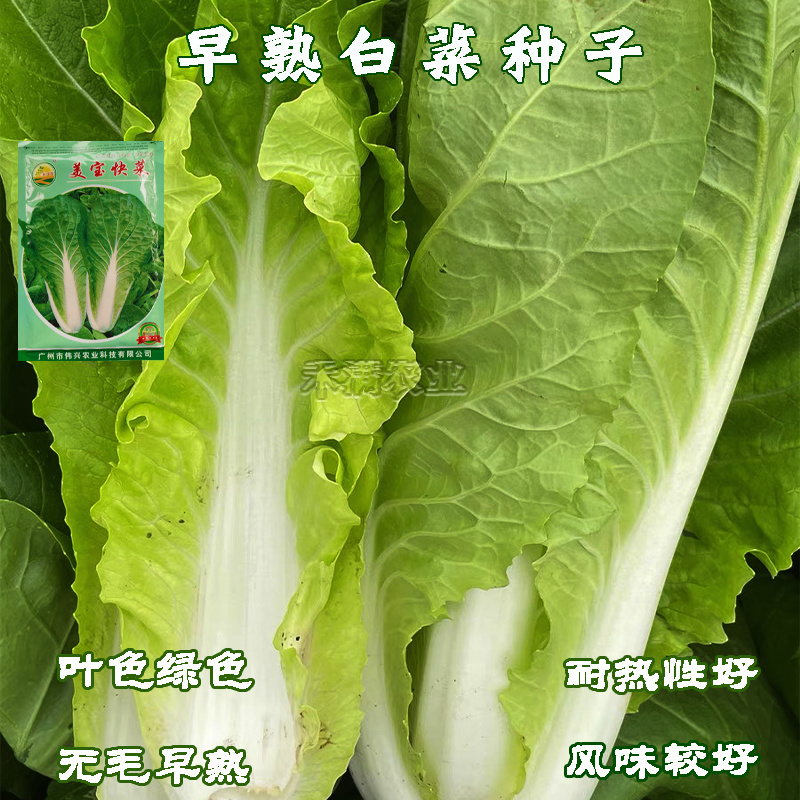 鸡毛菜种子种籽四季小白菜青菜油菜上海青蔬菜菜籽鸡毛菜种子