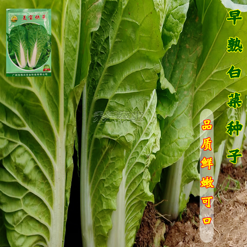 鸡毛菜种子种籽四季小白菜青菜油菜上海青蔬菜菜籽鸡毛菜种子