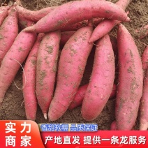 【优选】开封西瓜红蜜薯品质保证价格美丽一手货源全国发货