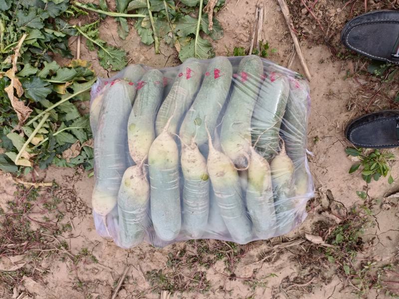 河南青萝卜水果萝卜基地直供量大从优欢迎来电咨询
