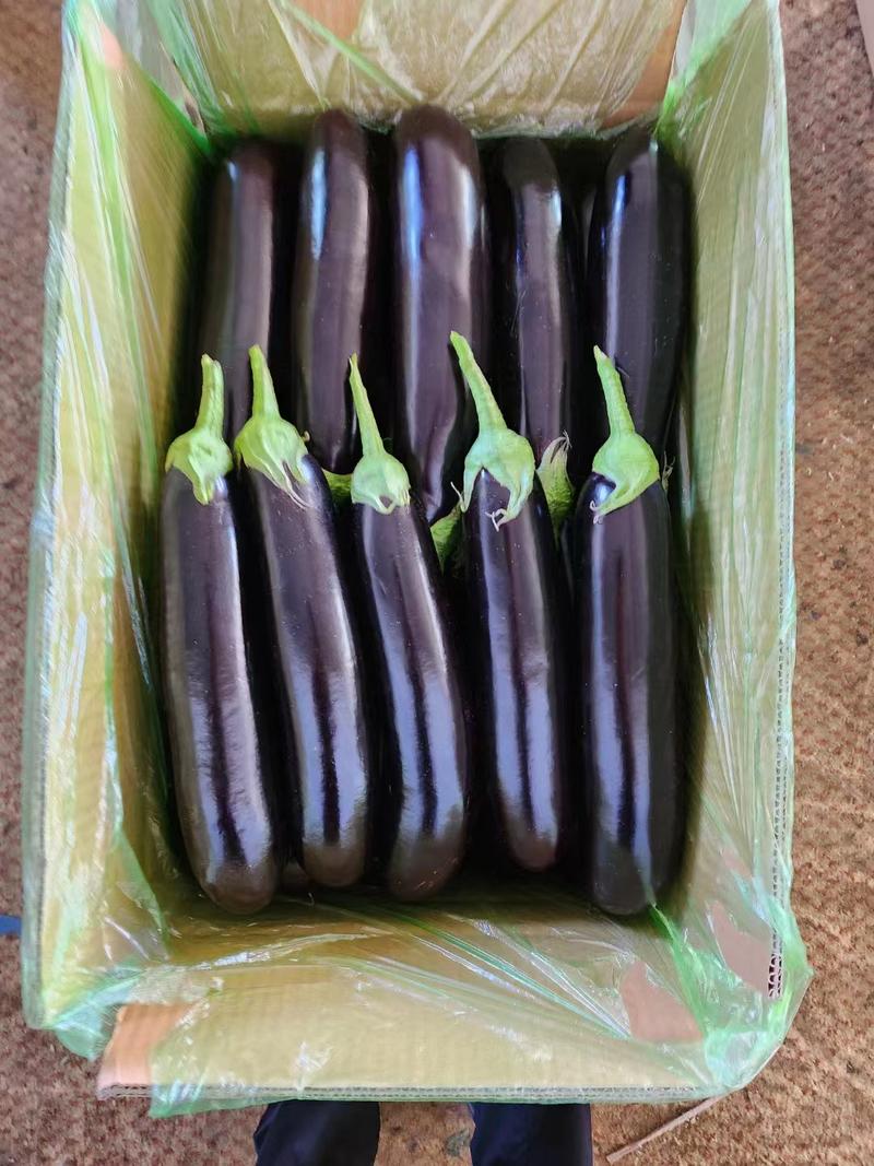 【优质】长茄海城紫长茄现摘现发品质保证全国发货