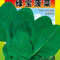 春秋种植菠菜种子、厚叶、叶色亮绿、抗性强