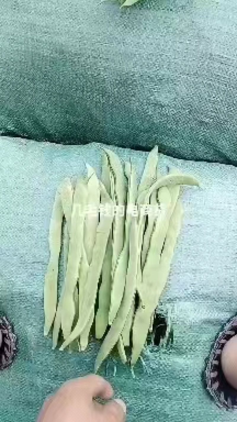 云南小金扁豆，无筋豆大量上市，全国代收代发，诚信为本质量保证