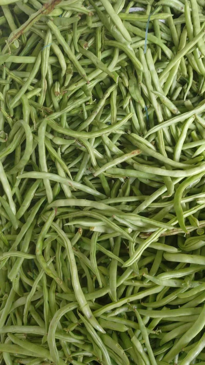 小金豆无筋豆偏豆，云南蔬菜基地大量现货，品质三包