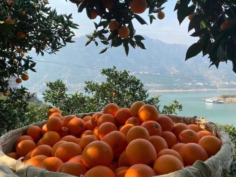 脐橙纽荷尔圆虹橙香浓郁，汁水充足