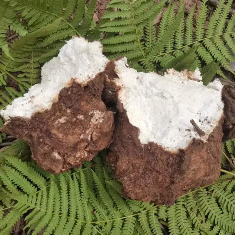茯苓，白茯苓，赤茯苓，云南当地新货