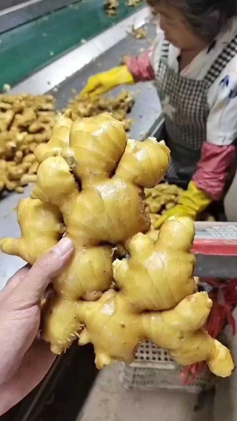 【精选】老黄姜小黄姜红芽新姜货好量充足辛辣味重欢迎来电