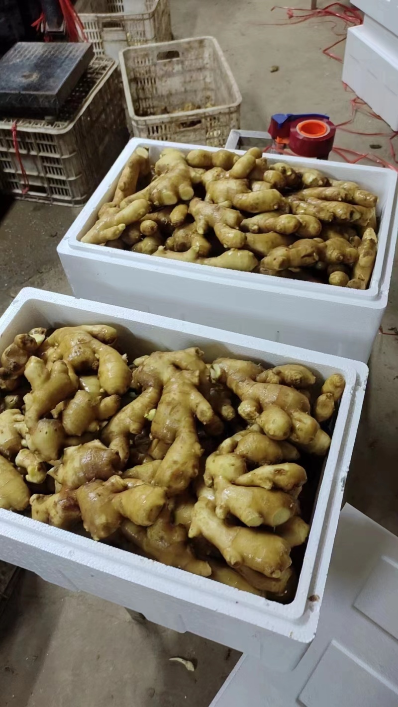 【精选】老黄姜小黄姜红芽新姜货好量充足辛辣味重欢迎来电