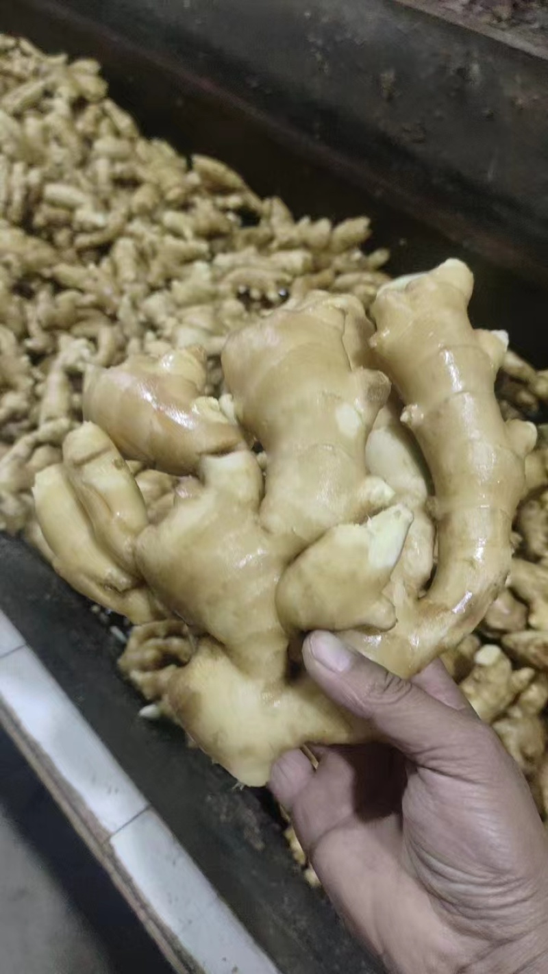 【精选】老黄姜小黄姜红芽新姜货好量充足辛辣味重欢迎来电