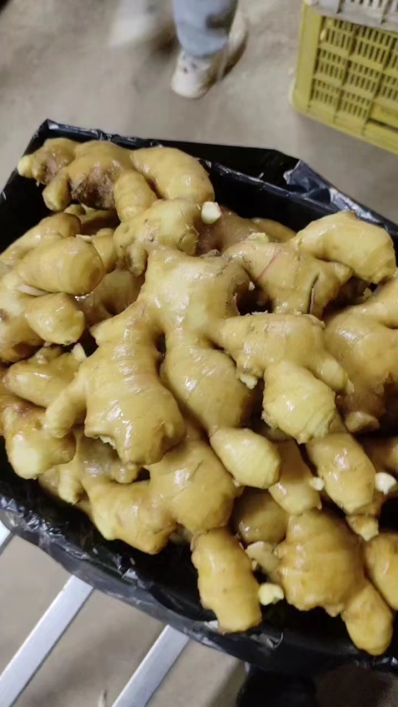 【精选】老黄姜小黄姜红芽新姜货好量充足辛辣味重欢迎来电