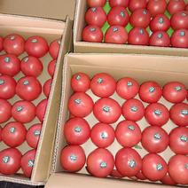【精】硬粉西红柿番茄货源充足产地直发对接全国市场欢迎选购