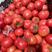 【精】硬粉西红柿番茄货源充足产地直发对接全国市场欢迎选购