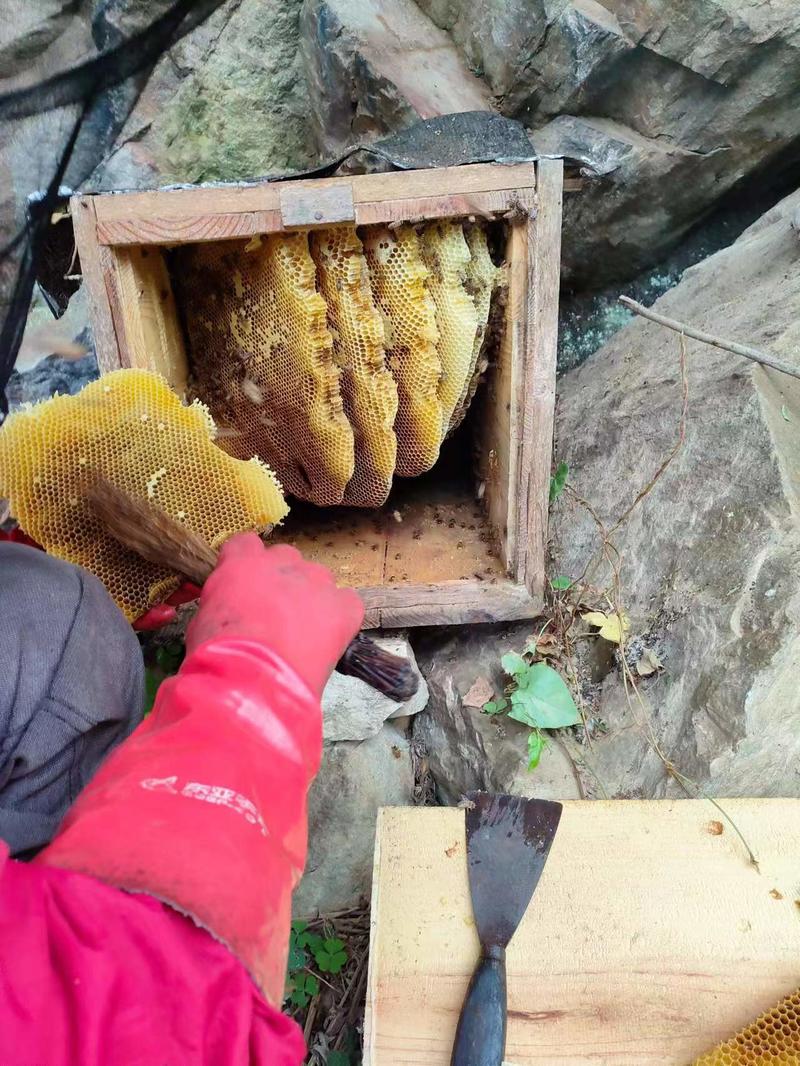 正宗土蜂蜜大山散养野蜂蜜纯酿波美度42以上保质保量货量充足