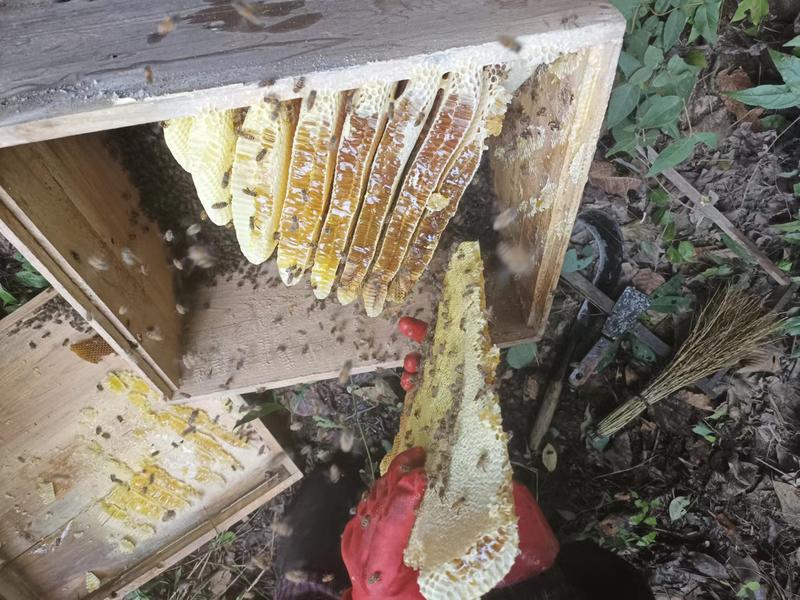 正宗土蜂蜜大山散养野蜂蜜纯酿波美度42以上保质保量货量充足