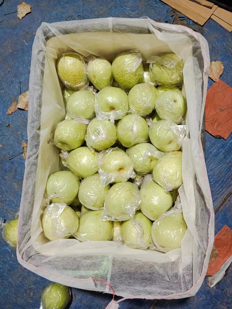 膜袋鸭梨，水晶鸭梨原产地大量现货脆甜多汁