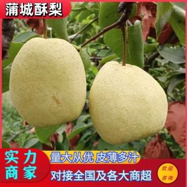 【梨】蒲城酥梨大量供应皮薄多汁对接全国市场电商商超