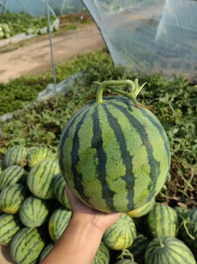 【美都西瓜】陕西蒲城无籽美都西瓜大量上市皮薄多汁