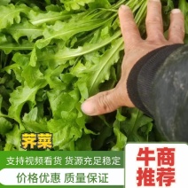 河南商丘虞城县荠菜大量供应保质保量对接全国客商可视频产地