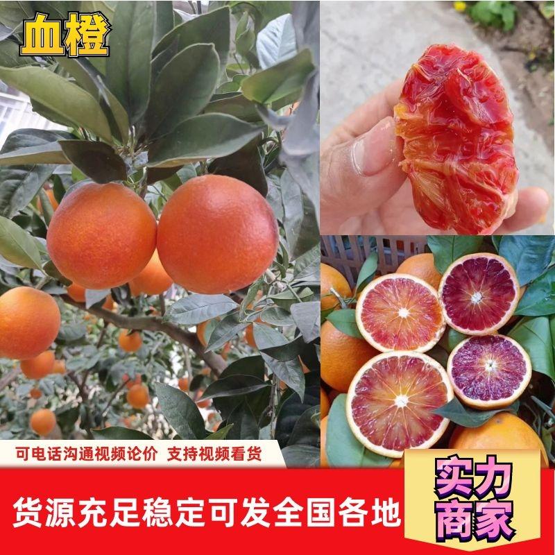 血橙中华红血橙二月红玫瑰香橙对接商超大小市场