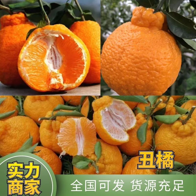 【实力】丑橘味甜汁多专业代办产地直发诚信经营可办理出口