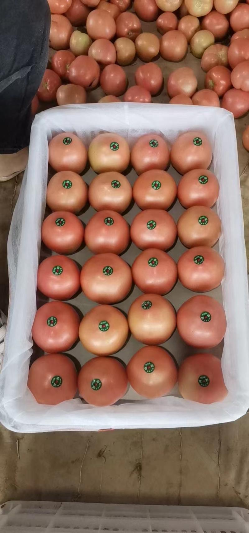 大红西红柿山东精品西红柿大量上市中，产地直供