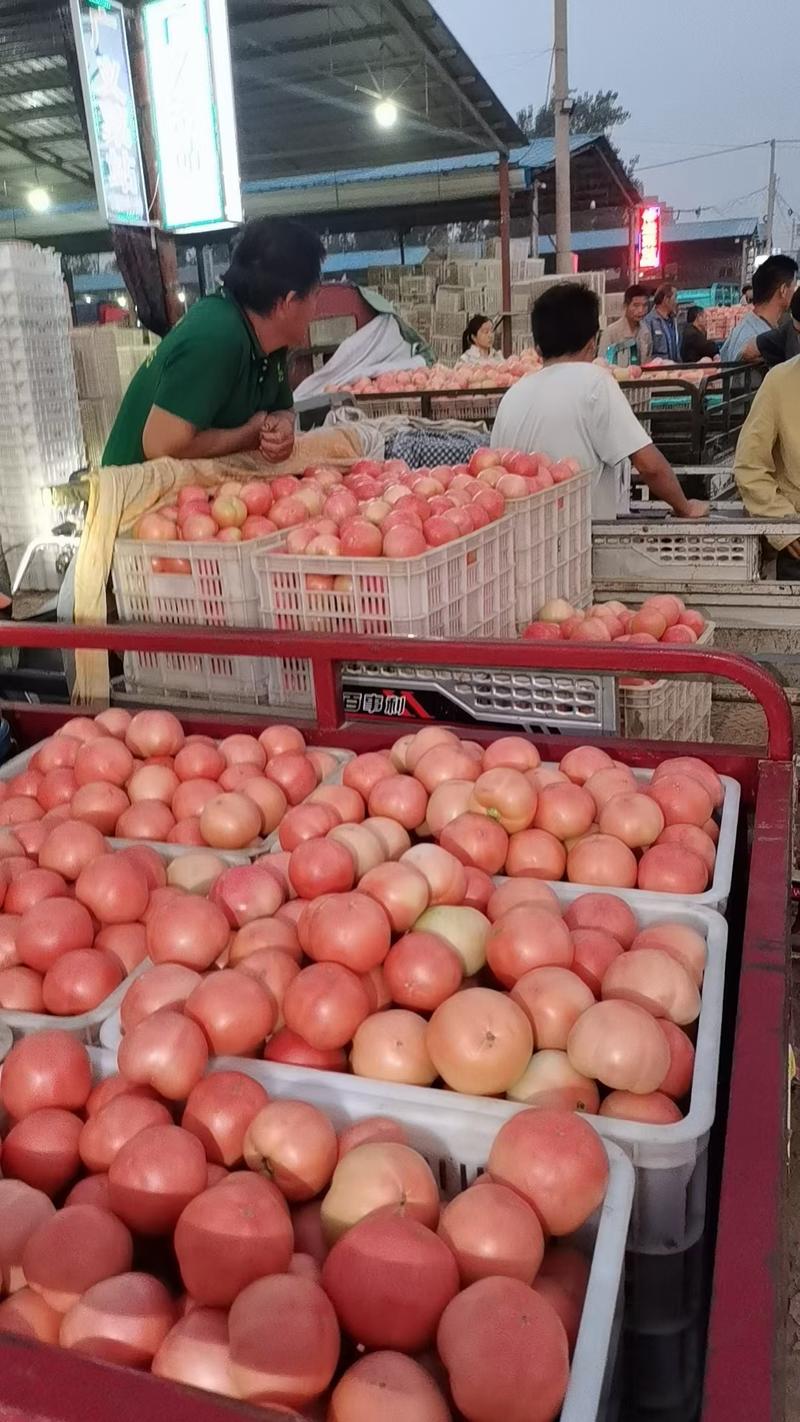 大红西红柿山东精品西红柿大量上市中，产地直供