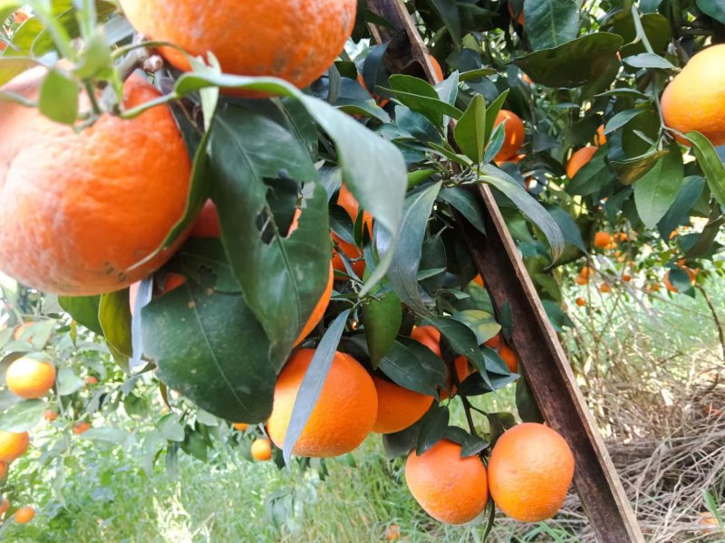 爱媛橙四川脐橙原产地直发货源充足保质保量欢迎来电