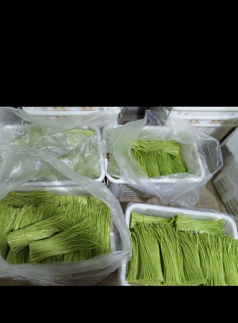 精品【芦蒿】对接电商市场商超等各类客户