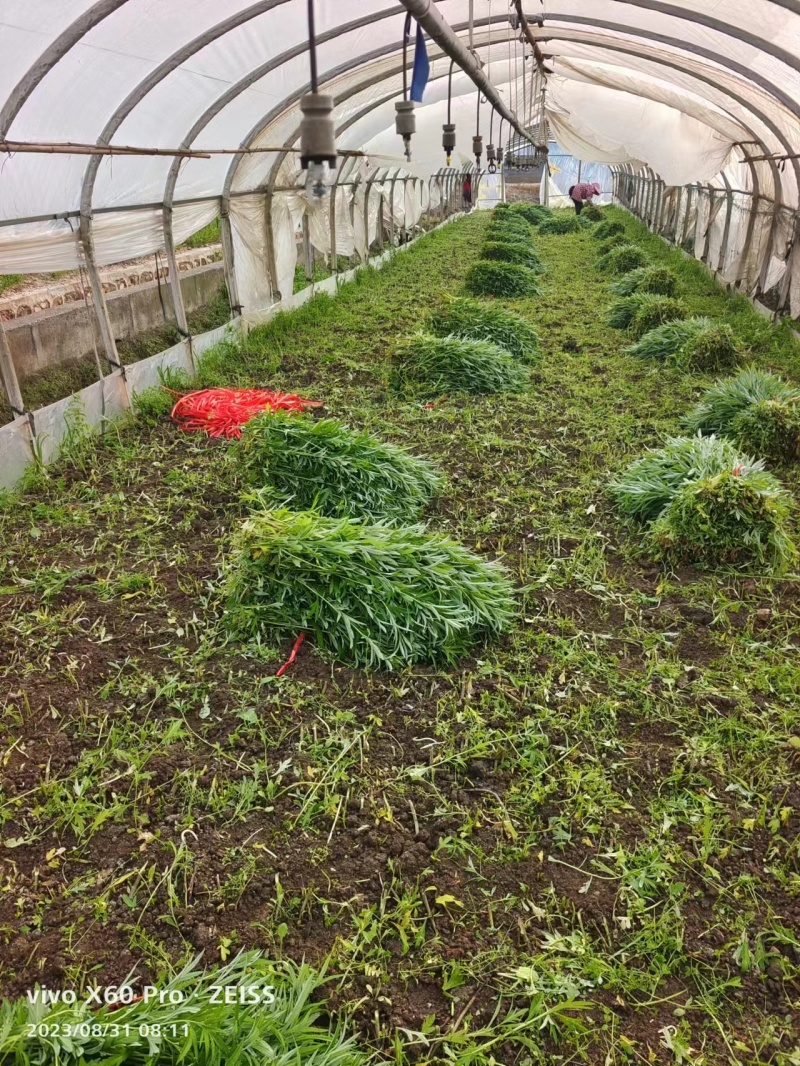 精品【芦蒿】对接电商市场商超等各类客户
