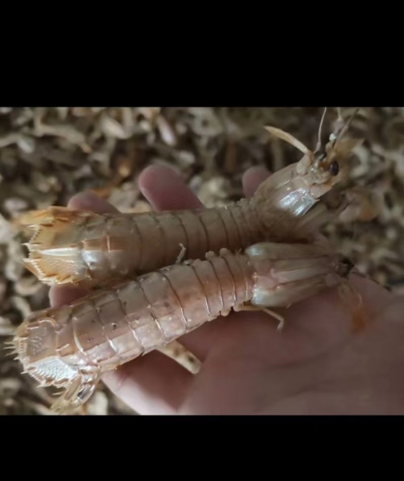 熟冻皮皮虾