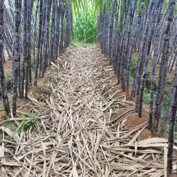 广西黑皮甘蔗现砍现发脆甜多汁产地一手货源欢迎来电