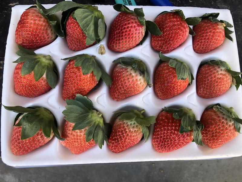 【实力商家】奶油草莓巧克力露天草莓对接市场，连锁商家代办