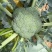 【西兰花】山东耐寒优秀西兰花大量供应无中间商欢迎咨询
