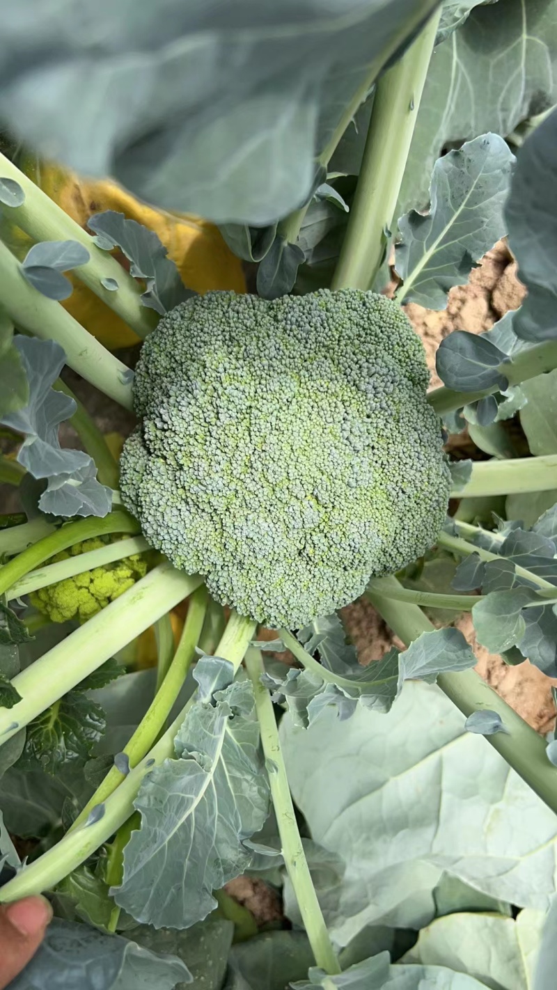 【西兰花】山东耐寒优秀西兰花大量供应无中间商欢迎咨询