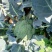 【西兰花】山东耐寒优秀西兰花大量供应无中间商欢迎咨询