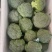 【西兰花】山东耐寒优秀西兰花大量供应无中间商欢迎咨询